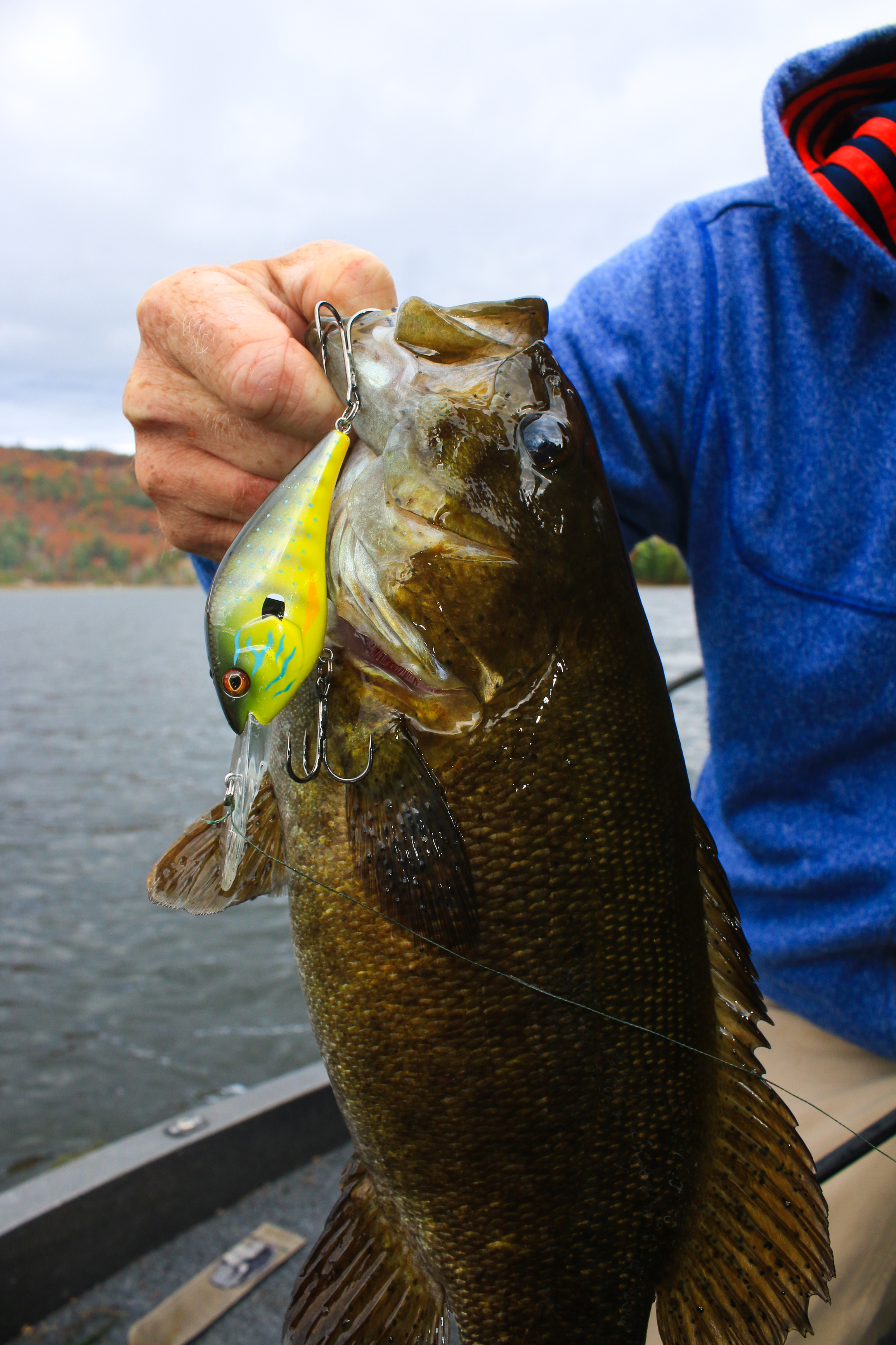 Fall Bass Fishing: Choosing Crankbait Colors