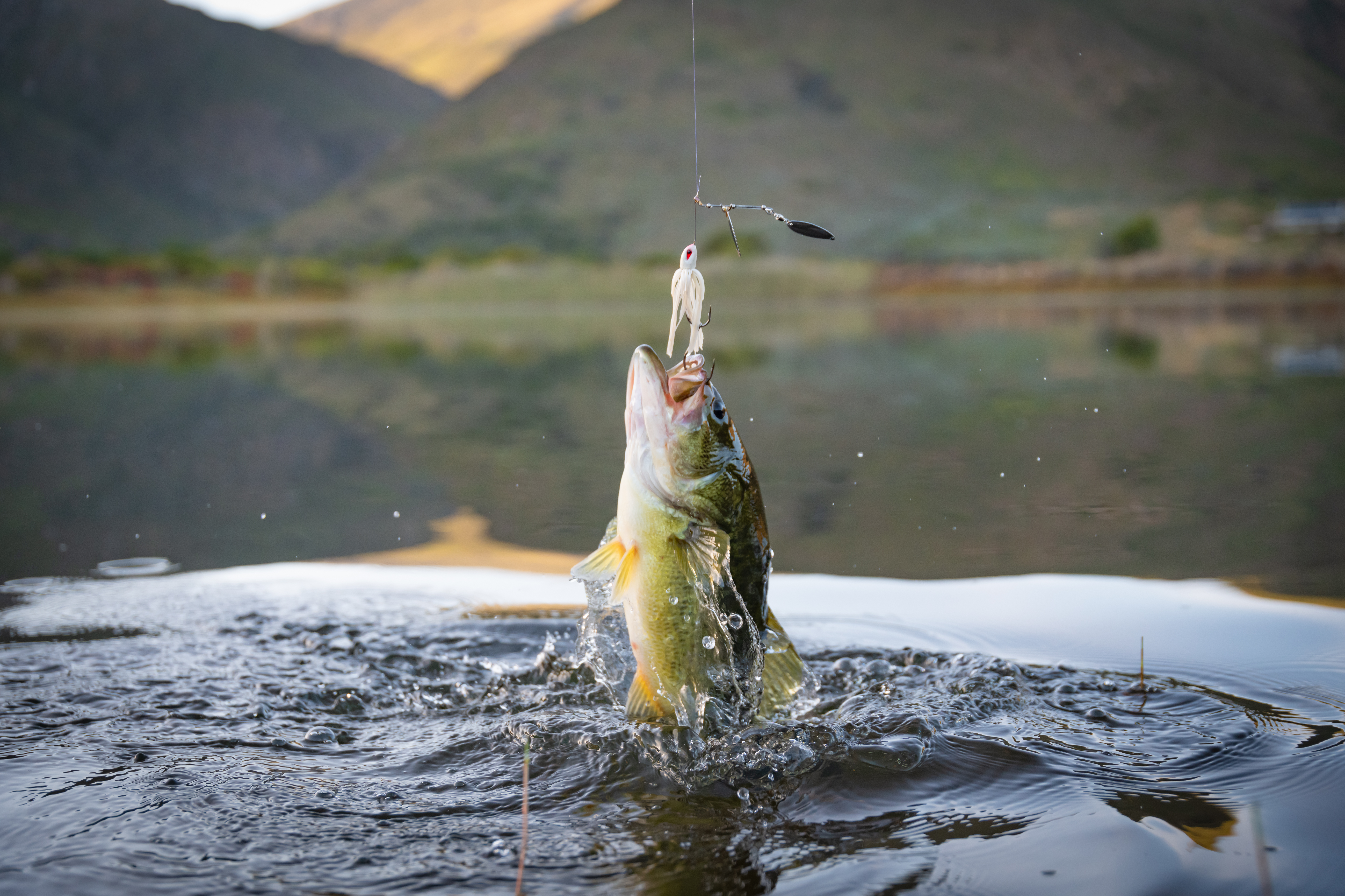 7 Best Lures to Use for Summer Bass Fishing